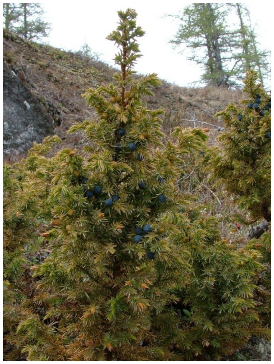 Можжевельник Сибирский