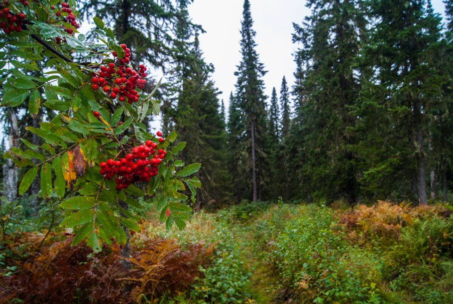 Верес можжевельник