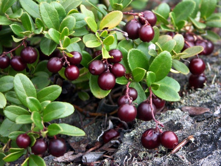 Толокнянка обыкновенная в тундре