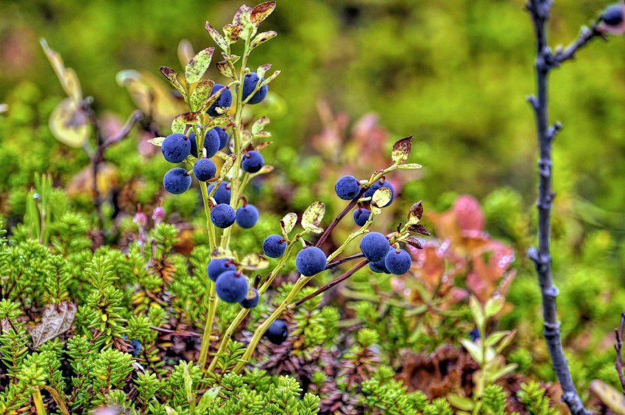 Можжевельник Сибирский