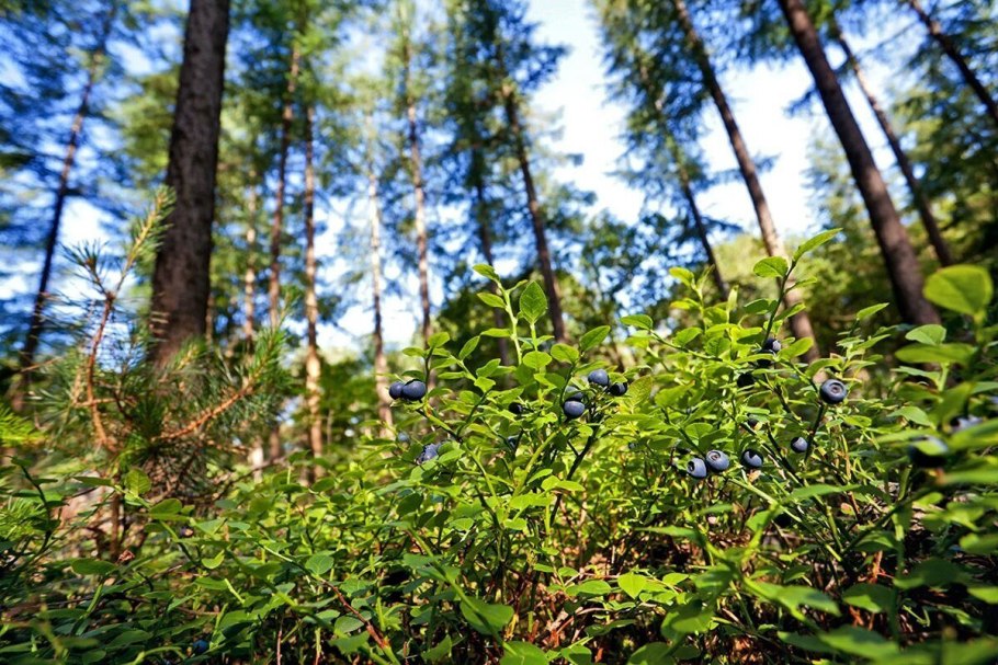 Лиственница Сибирская Larix sibirica
