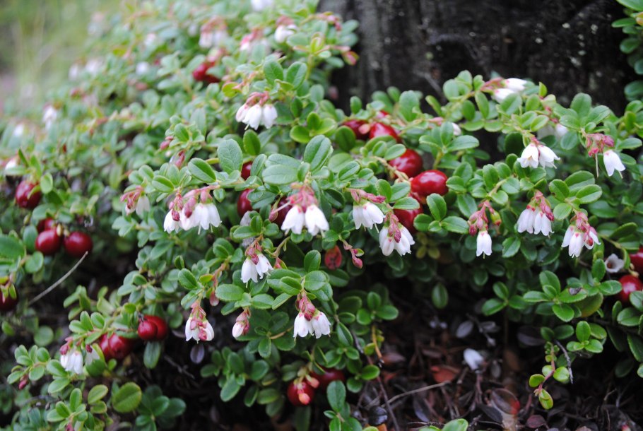 Подлесок тайги