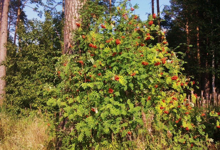 Вороника шикша