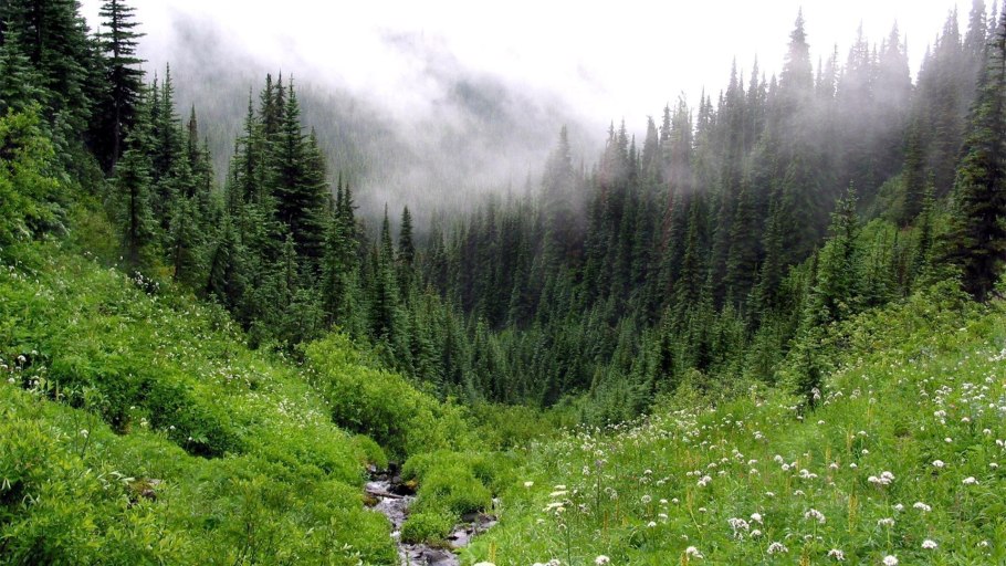 Ельники-черничники Тайга