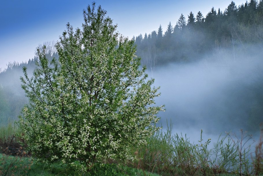 Рябина обыкновенная в подлеске