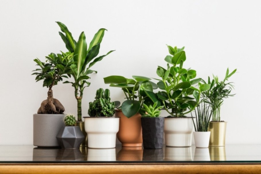 Цветы в горшках для дома