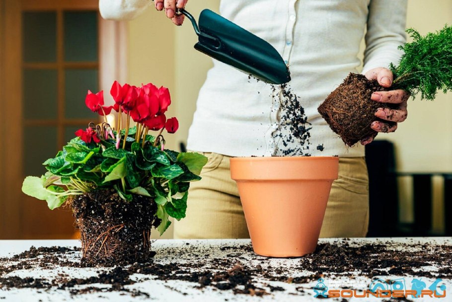 Ухаживание за растениями