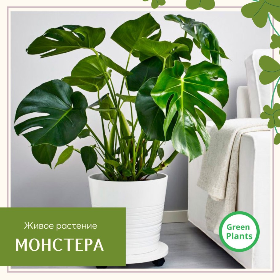 Монстера Карстениана