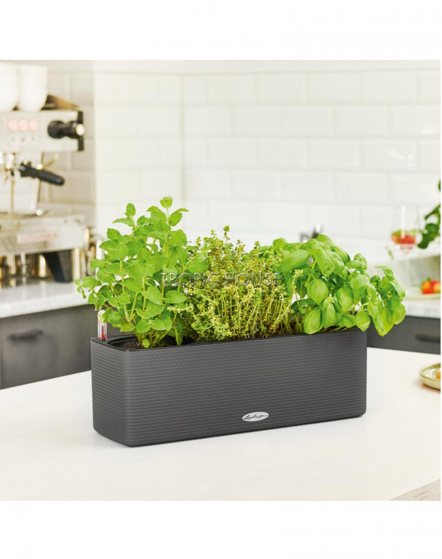 Lechuza Cube Color Triple