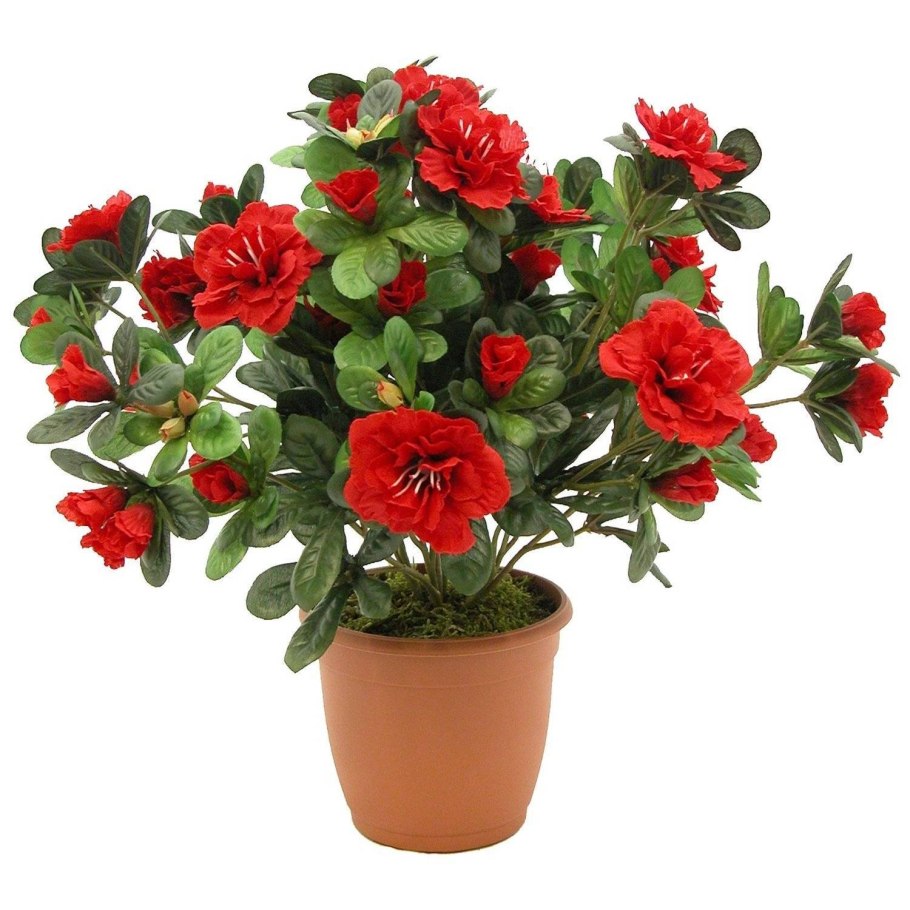 Азалия Индика красная