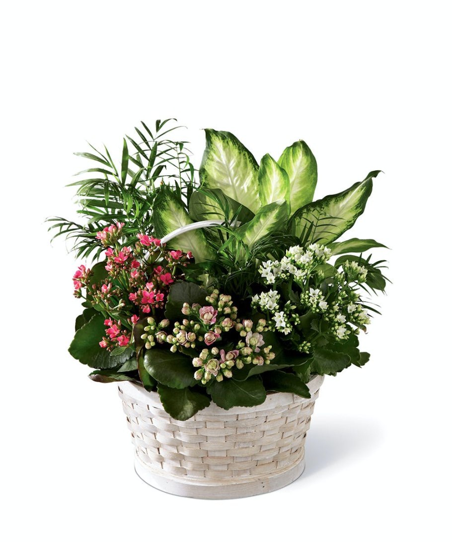 Композиции из горшечных цветов