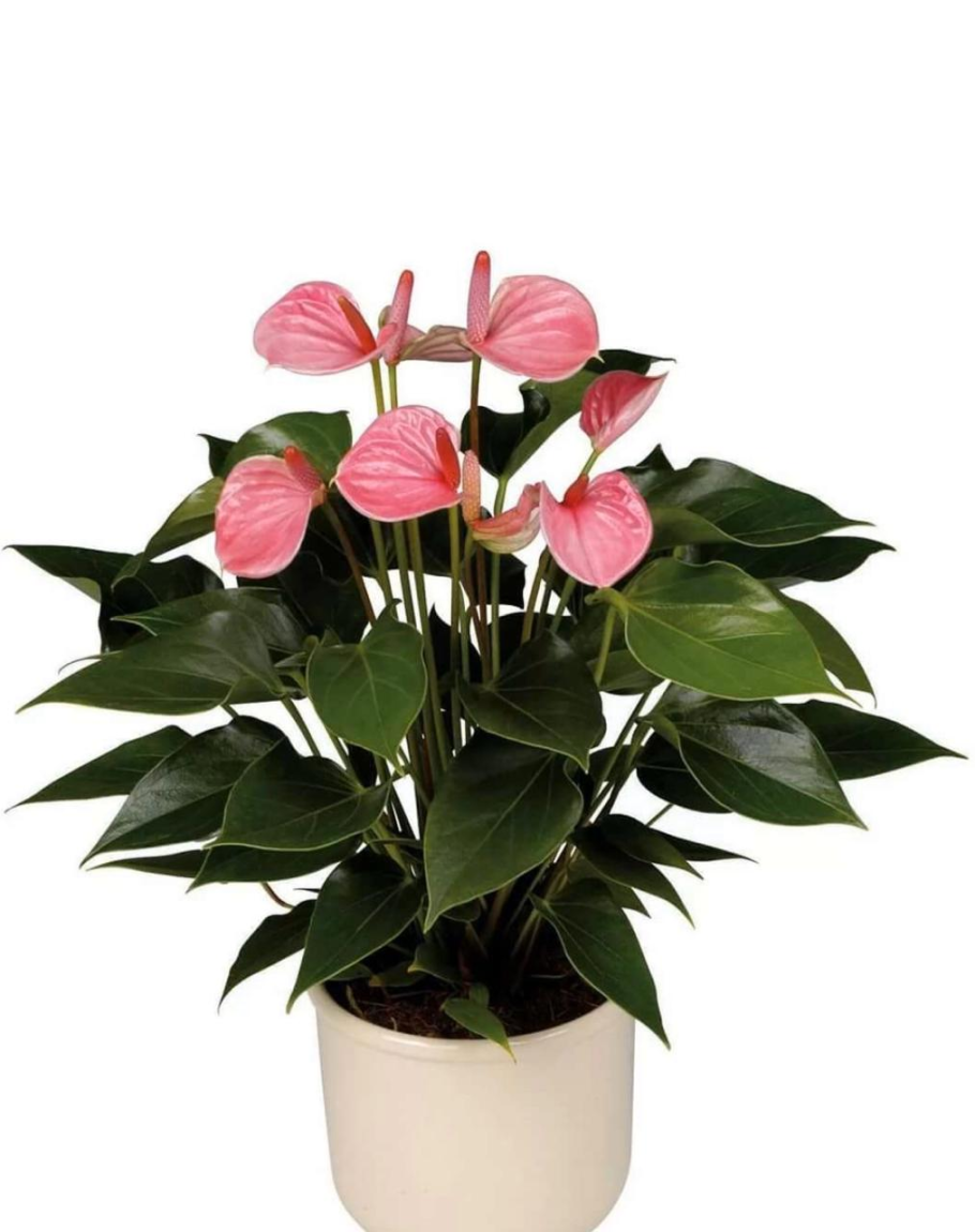 Антуриум Андре