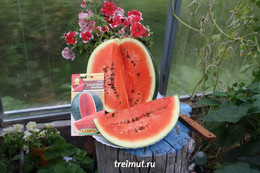 Семена Гавриш Арбуз подарок солнца, 5 шт.