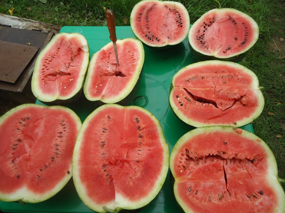 С.Арбуз Астраханский 1гр