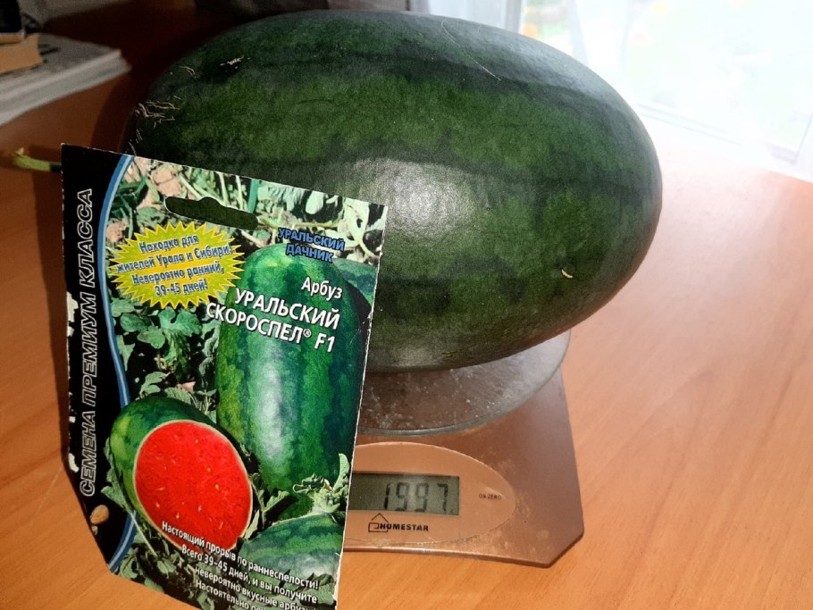 Арбуз большой сахарный семена Алтая