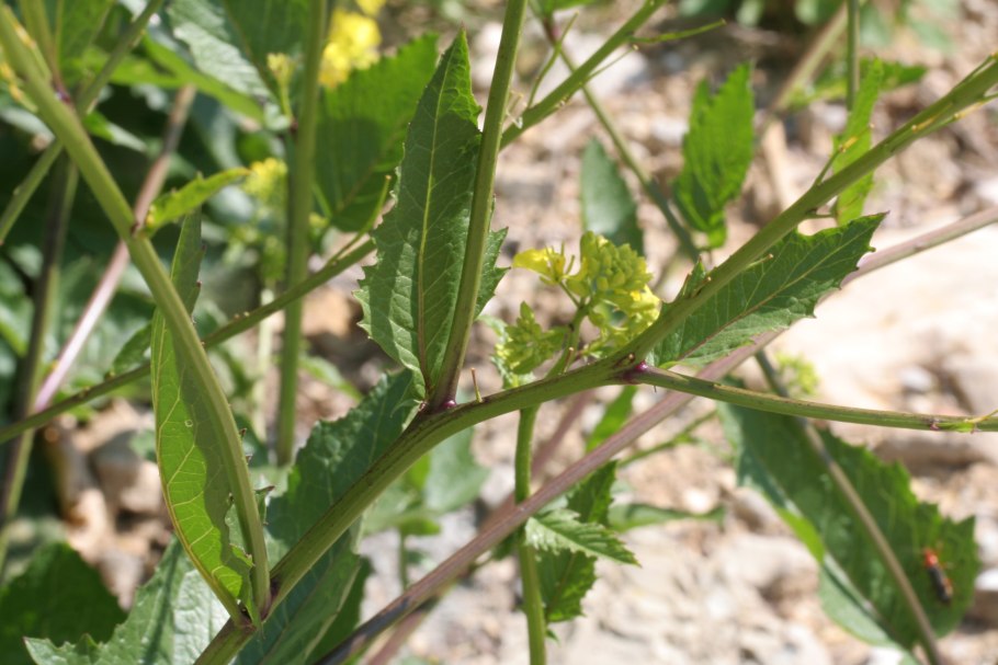 Дурнишник обыкновенный (Xanthium strumarium)