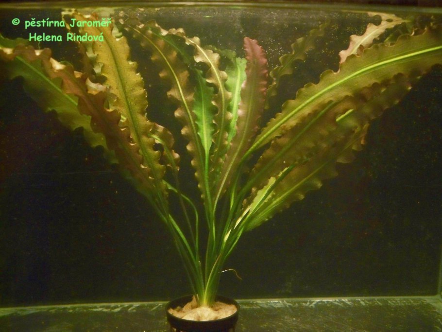 Potamogeton crispus - рдест курчавый