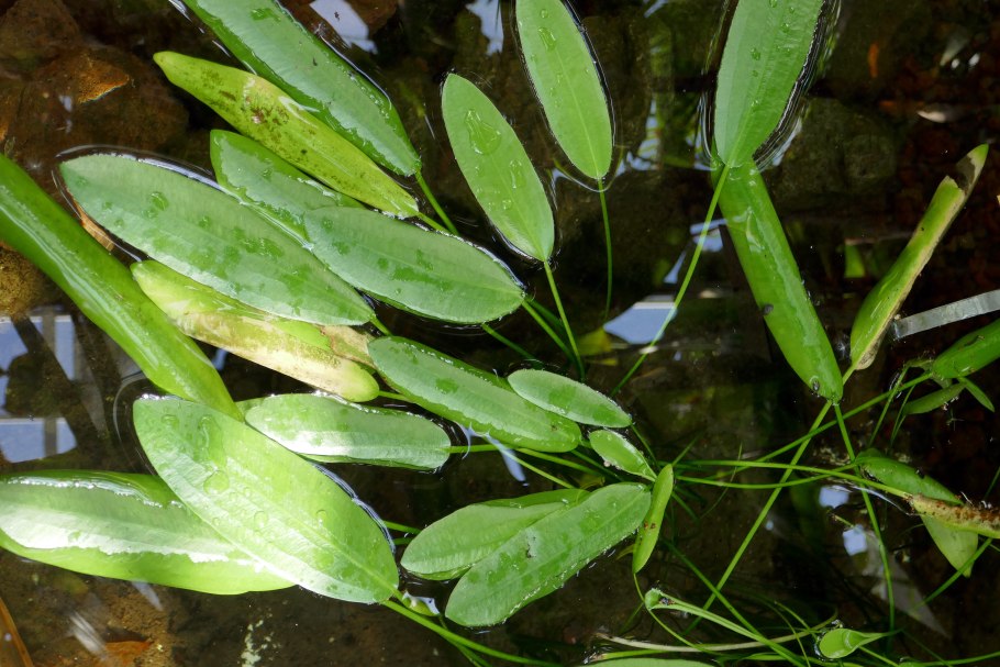 Aponogeton distachyos
