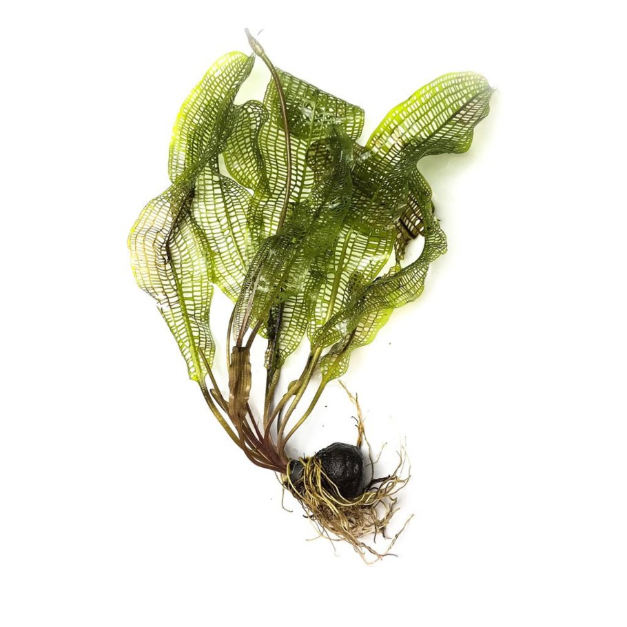 Aponogeton distachyos