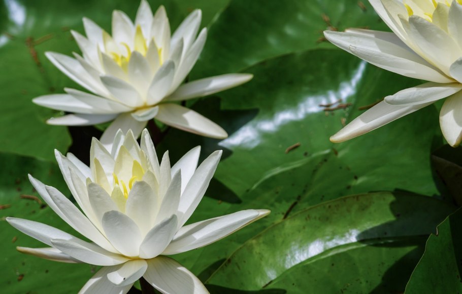 Кувшинка белая Лотос белый