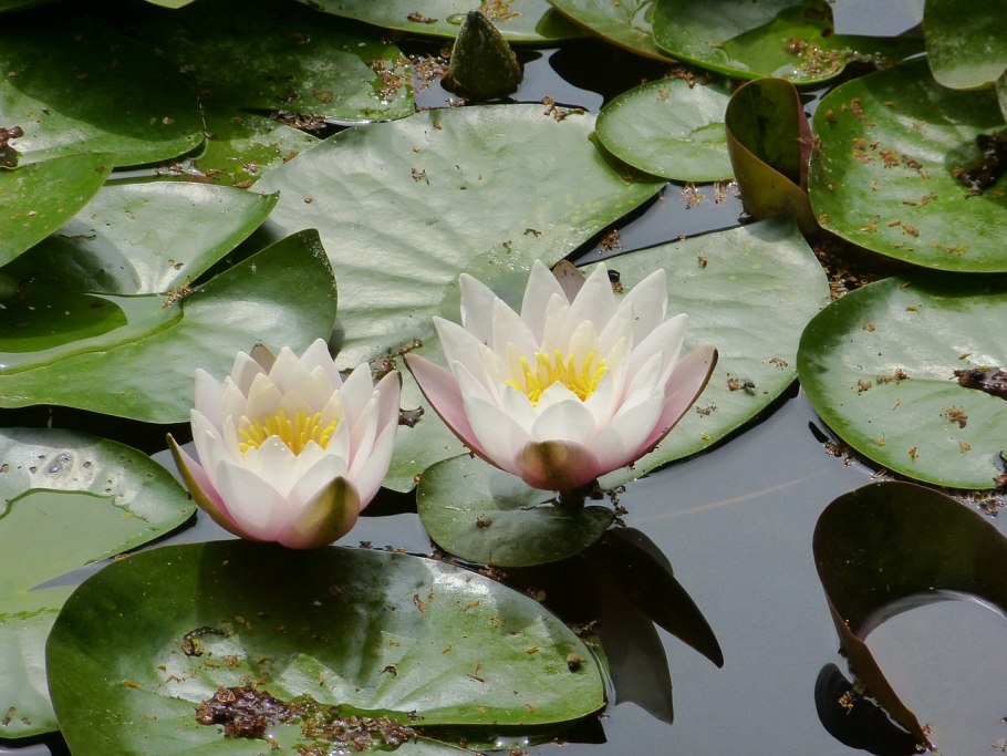 Цветение белой кувшинки