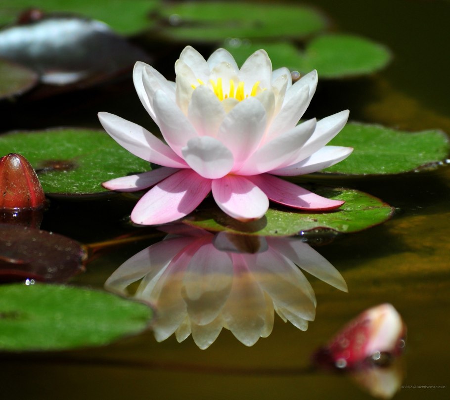 Шарлин кувшинка розовая