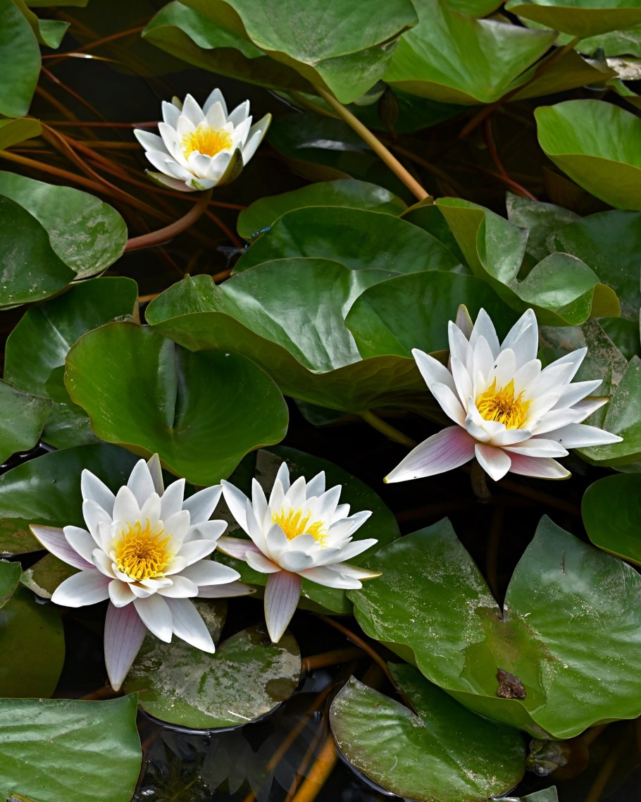 Лотос кувшинка