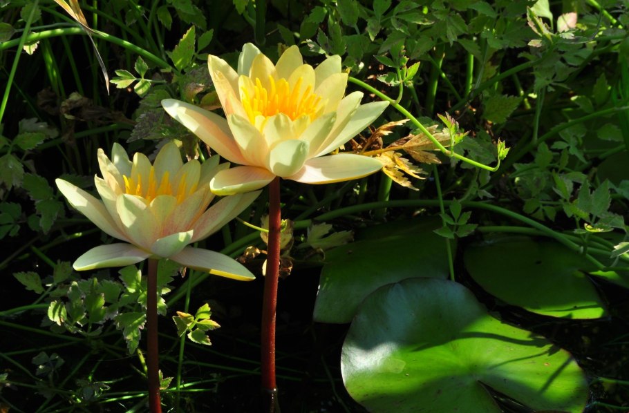 Кувшинка белая подводные листья