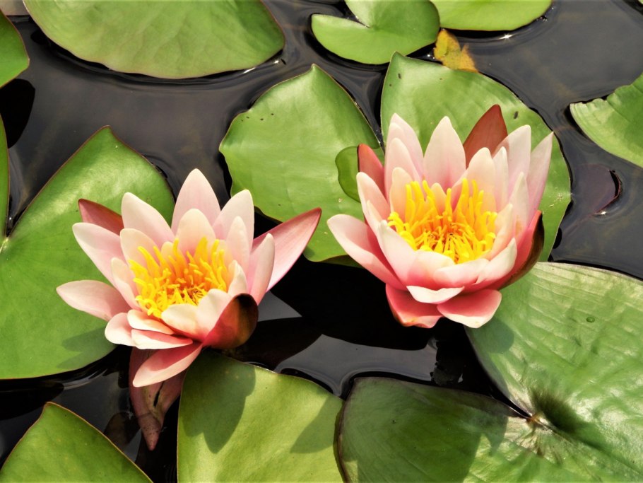Nymphaea Lotus цветок белый