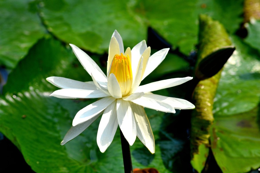 Озеро с кувшинками Анталия