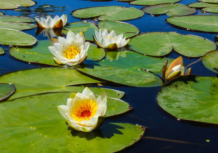 Водяная Лилия кувшинка цветение