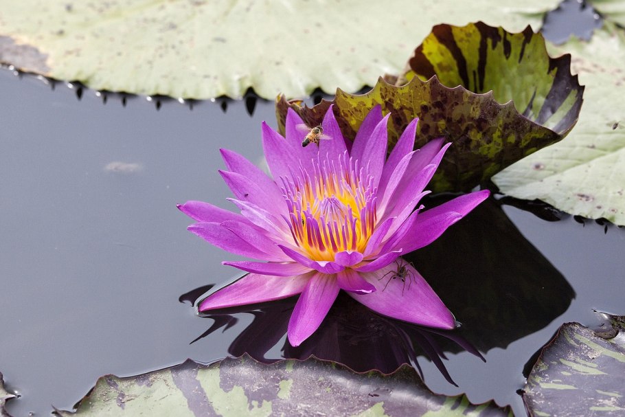 Розовые кувшинки на озере