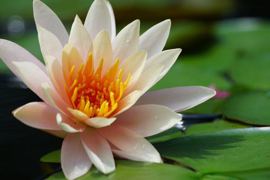 Цветение белой кувшинки