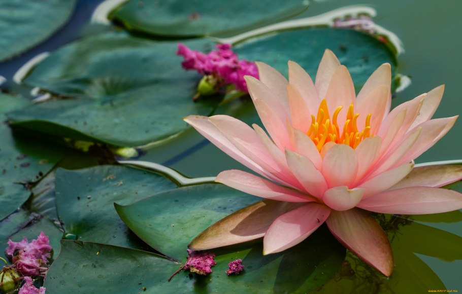 Лотус растение кувшинка