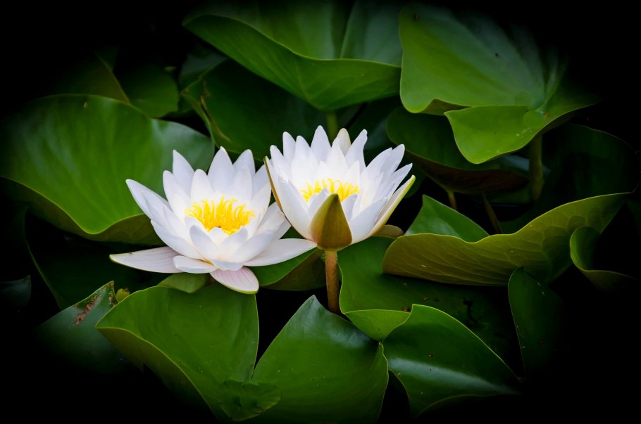 Жёлтая кувшинка и розовый Лотос