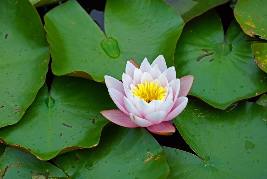 Белая Лилия кувшинка