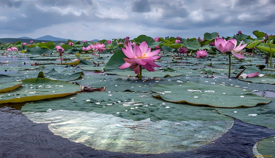 Грин Хелл водяная Лилия