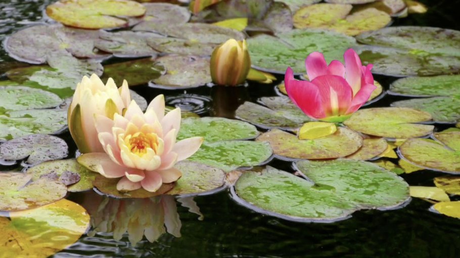 Озеро Селигер кувшинки