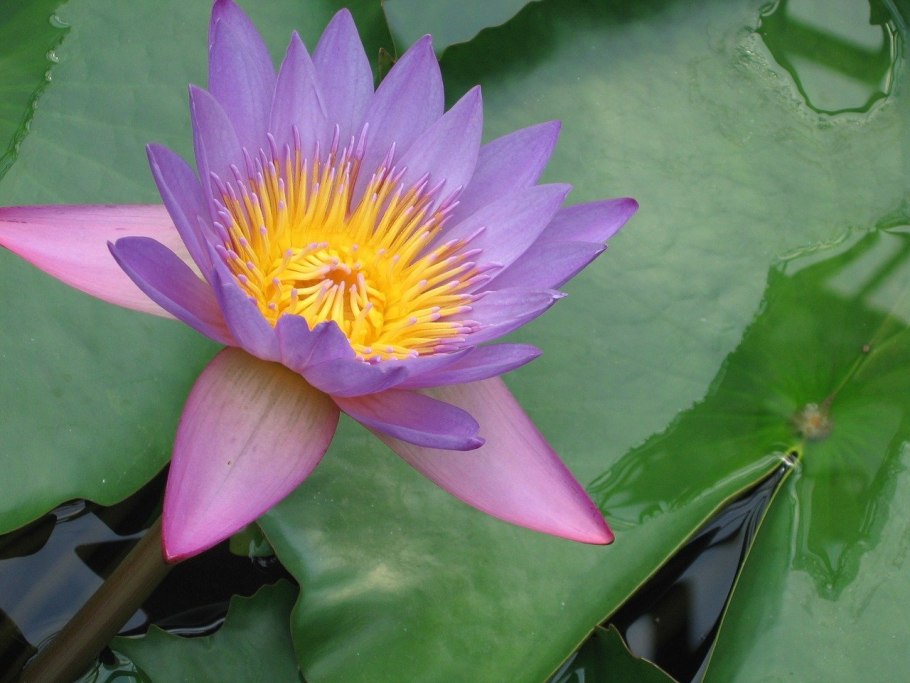 Кувшинка белая бутон