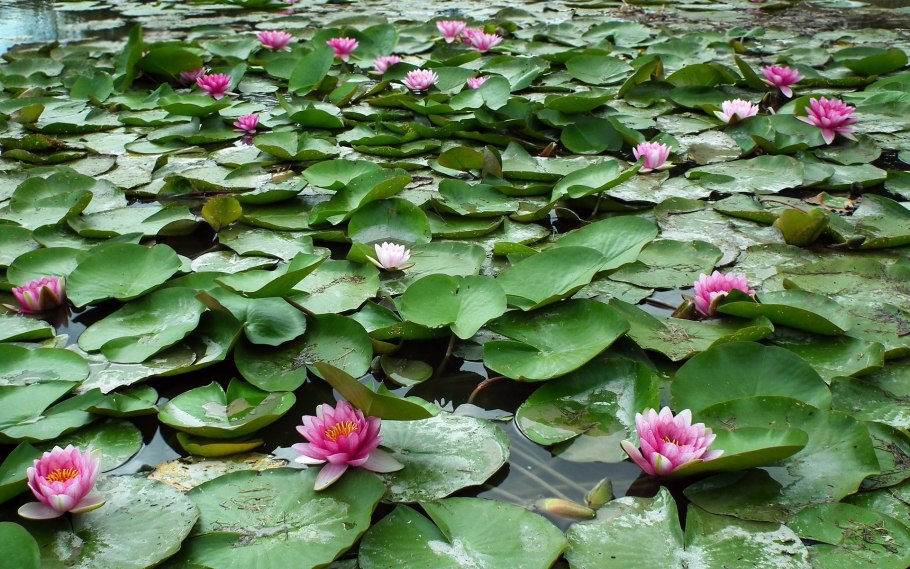 Кувшинки Геншин