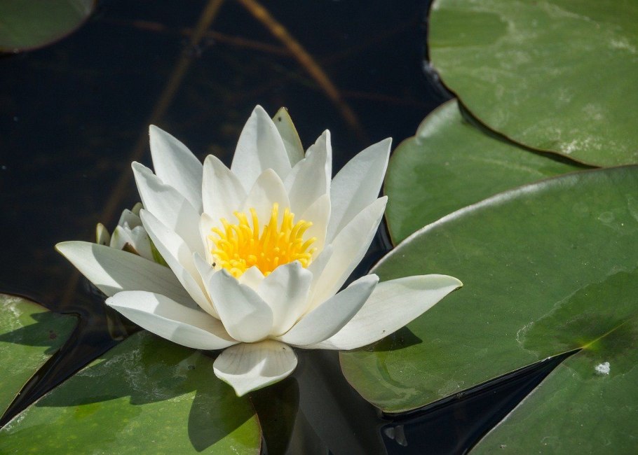 Кувшинка Греция