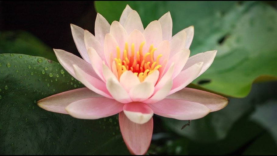 Водная Лилия Геншин