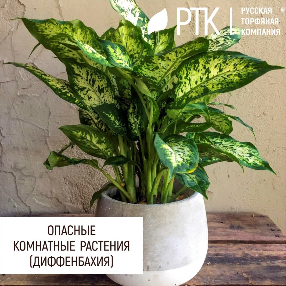 Диффенбахия вредный цветок