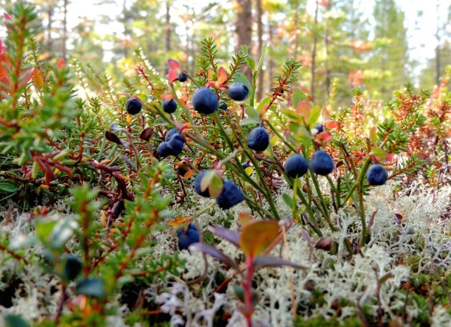 Красивый луг