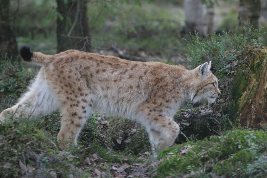 Водлозерский национальный парк