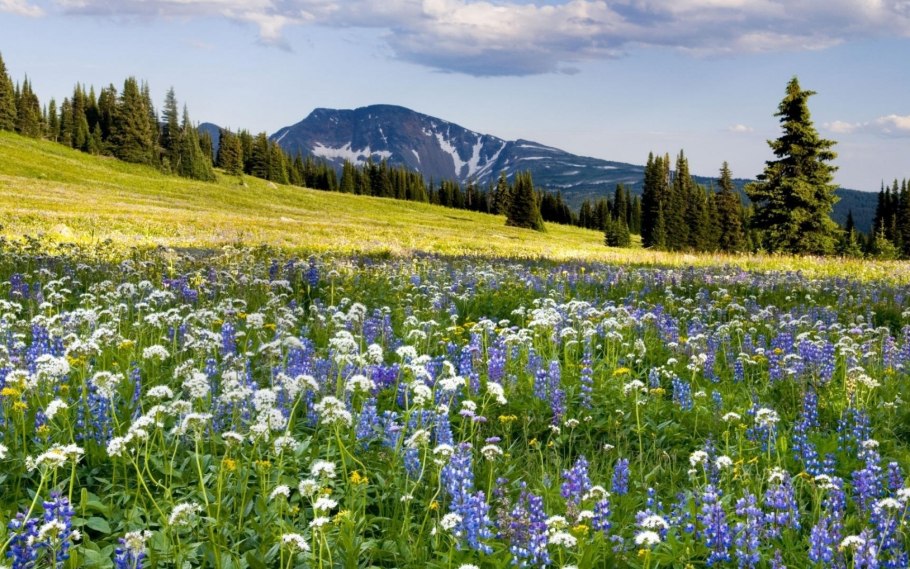 Карелия лес Сортавала
