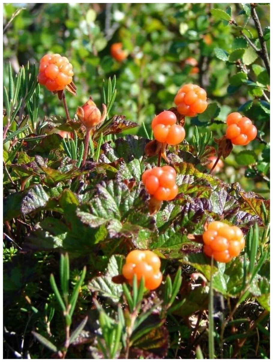 Лесное хозяйство Финляндии