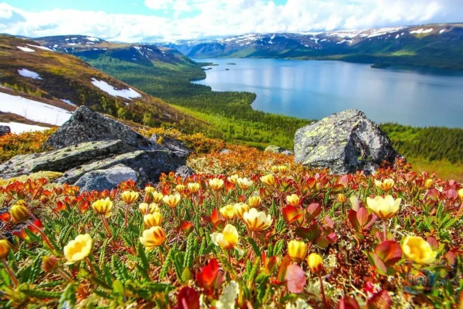 Северный олень Финляндия