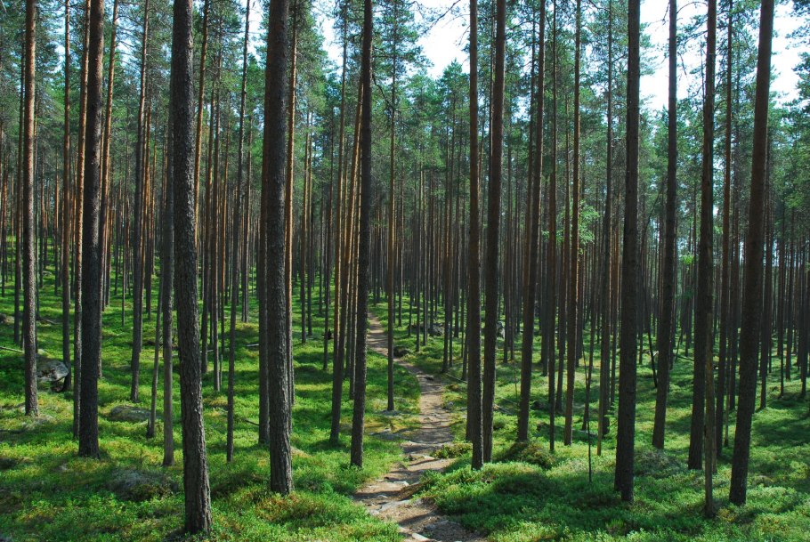 Рысь в Финляндии