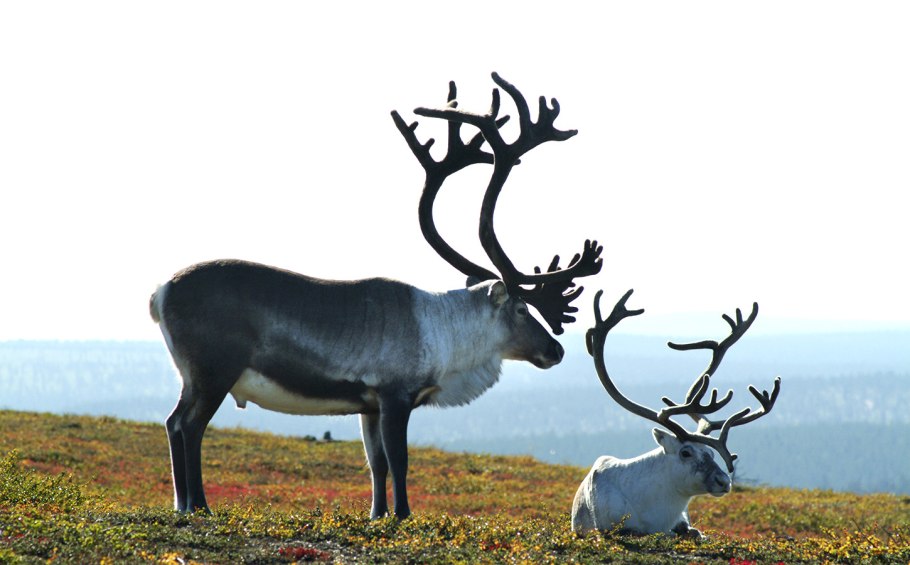 Зона тайги Сибири